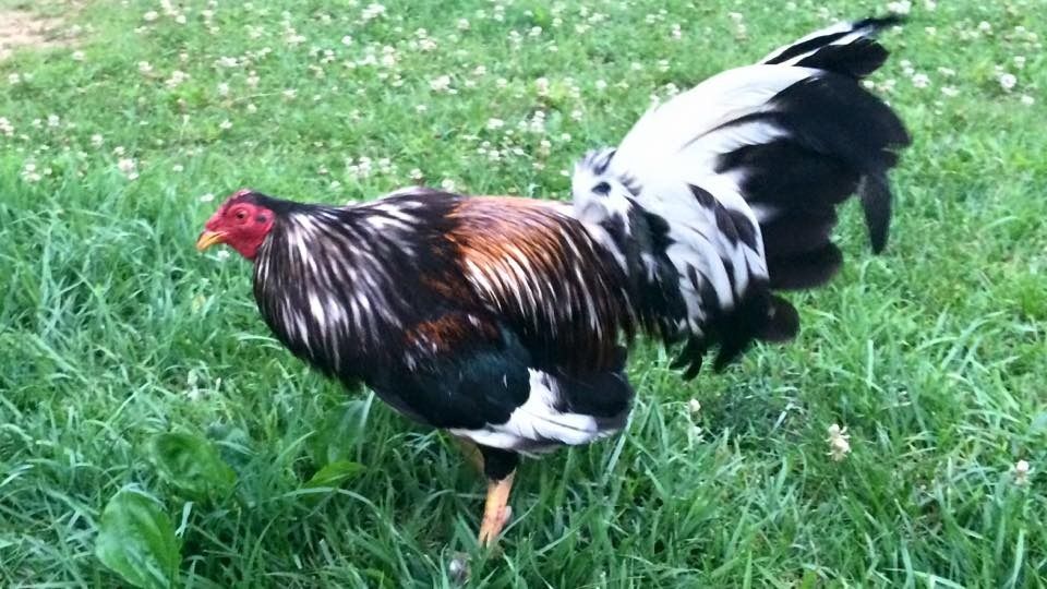 Brassback Albany Cock. 4 Years Old. Photo by justinwalkercu Photobucket